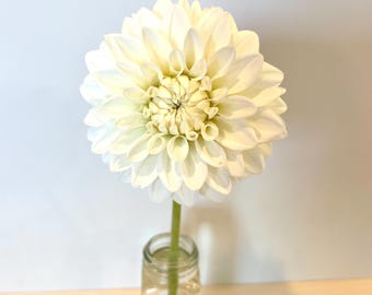 Dahlia Tuber Blizzard Formal Decorative