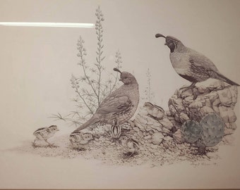 Quail Nature Poster 25"x19", Gambel's Quail Print, Quality Nature Print, Bird poster, Beauty in nature, Laminated art, Bird art