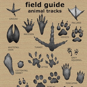 11 "x 17" Animal Tracks veldgidsposter