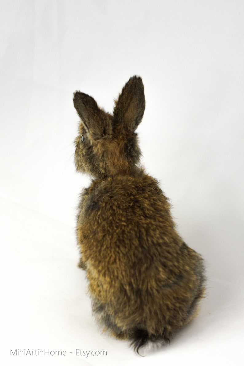 Real sweet bunny