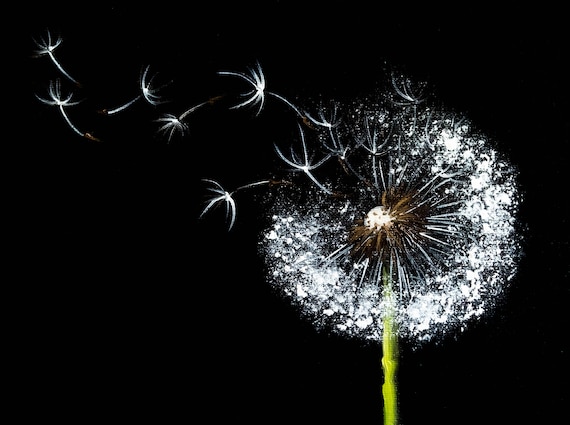 Dandelion Original art 9x8" by S. Lee Mark - Blowball painting Still Life Art Decor Home Décor Wall Décor Hangings Paintings Home & Living