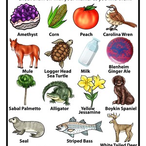 Peut inclure: Une carte d'activit&eacute; I SPY South Carolina illustrant une am&eacute;thyste, du ma&iuml;s, une p&ecirc;che, un troglodyte de Caroline, une mule, une tortue caouanne, une bouteille de lait, un bouchon Blenheim Ginger Ale, un chou palmiste, un alligator, du jasmin jaune, un &eacute;pagneul Boykin, un phoque, un bar ray&eacute; et un cerf de Virginie.