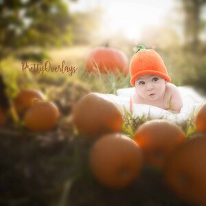 Pumpkins Overlay for digital images