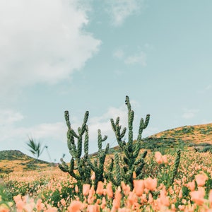 K&ouml;nnte beinhalten: Ein Feld mit orangefarbenen Wildblumen und einer Gruppe gr&uuml;ner Kakteen in der Mitte des Bildes. Der Himmel ist blau mit wei&szlig;en Wolken.