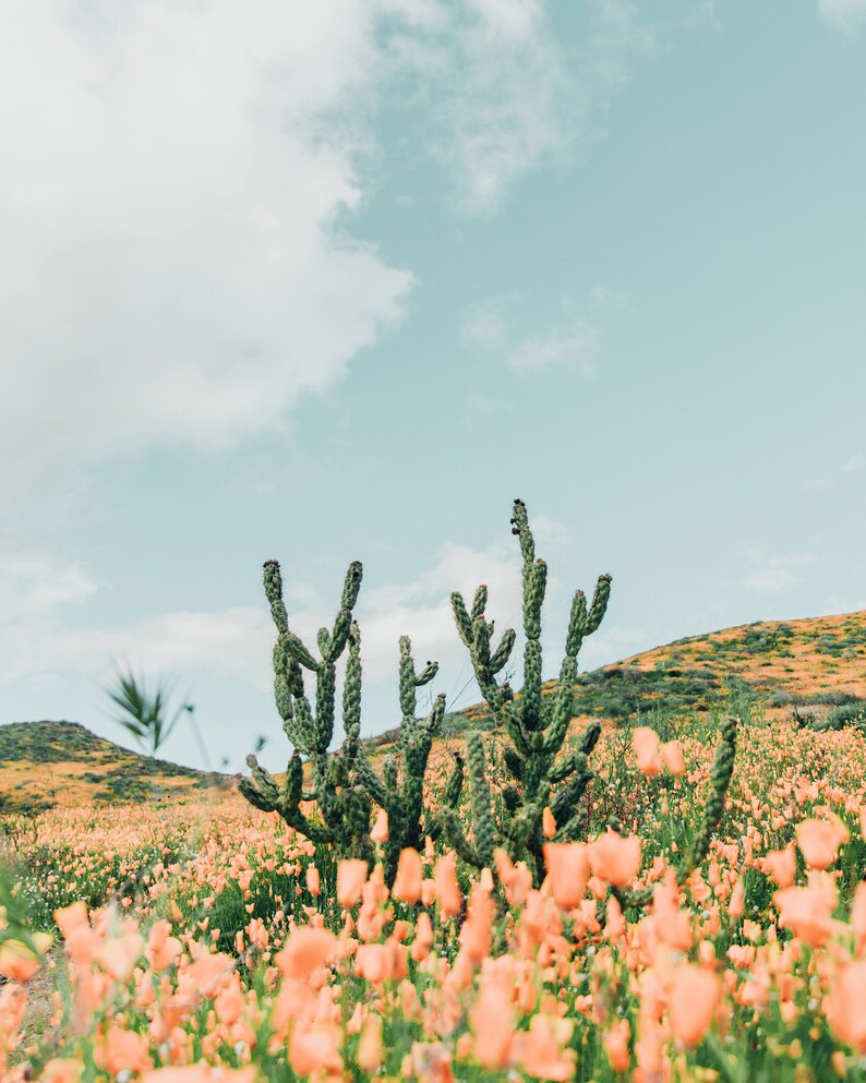 K&ouml;nnte beinhalten: Ein Feld mit orangefarbenen Wildblumen und einer Gruppe gr&uuml;ner Kakteen in der Mitte des Bildes. Der Himmel ist blau mit wei&szlig;en Wolken.