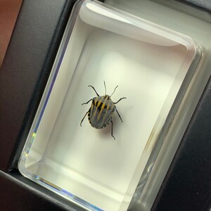REAL Insect In Resin! Stripebug Specimen. High Quality! Collectible Critters