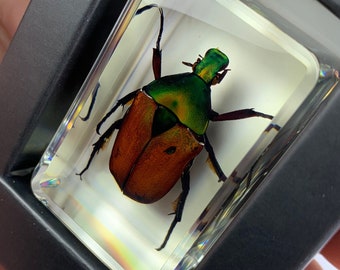 Iridescent Beetle Specimen: Coelorrhina Loricata in Lucite Resin