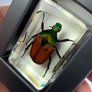 Collectible Iridescent Beetle! Coelorrhina Loricata Specimen. High Quality Lucite Resin.