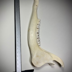 Mandíbula de ciervo natural con dientes. Gran condición!