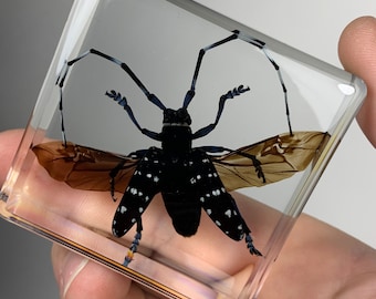 Real Citrus Long Horned Beetle Specimen! Preserved Forever In Lucite Resin! High Quality. Unique Gift.