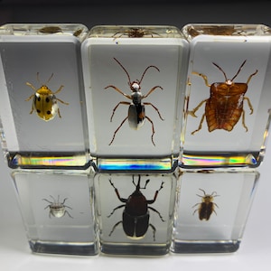 REAL 6pc Bugs In Resin! Wholesale Specimens. Collectible Parcel.