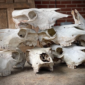 1 Large Cow Skull! Oddities Specimen. Collectible. Craft Skull.