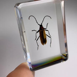 Red Longhorned Beetle Specimen: Lucite Resin Display