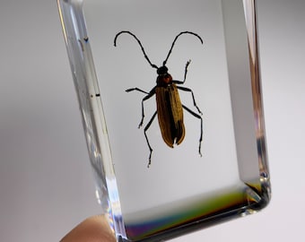 Red Longhorned Beetle Specimen: Lucite Resin Display