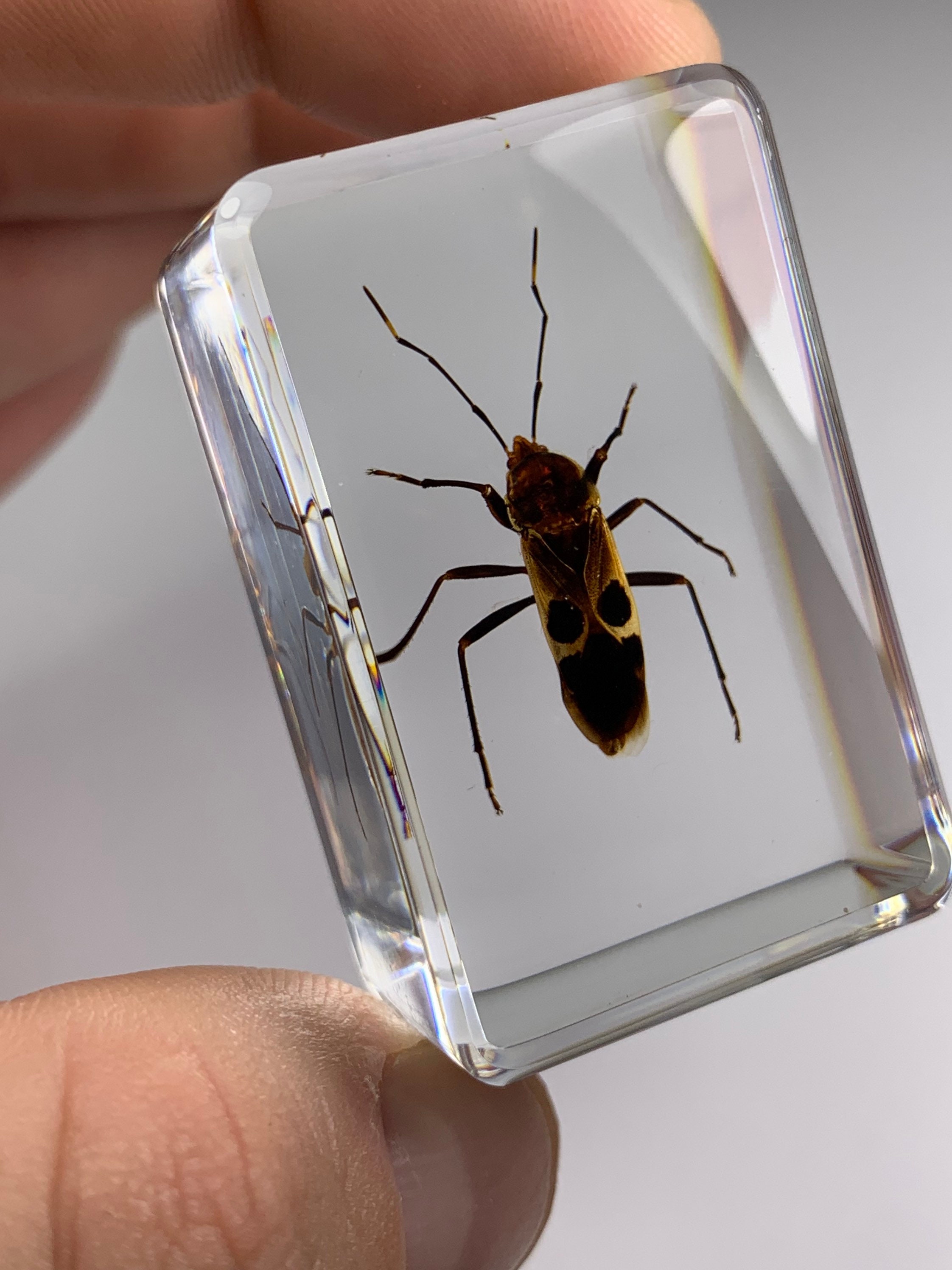 本物の「アカハナバチ」標本：ルーサイト樹脂で覆われた昆虫