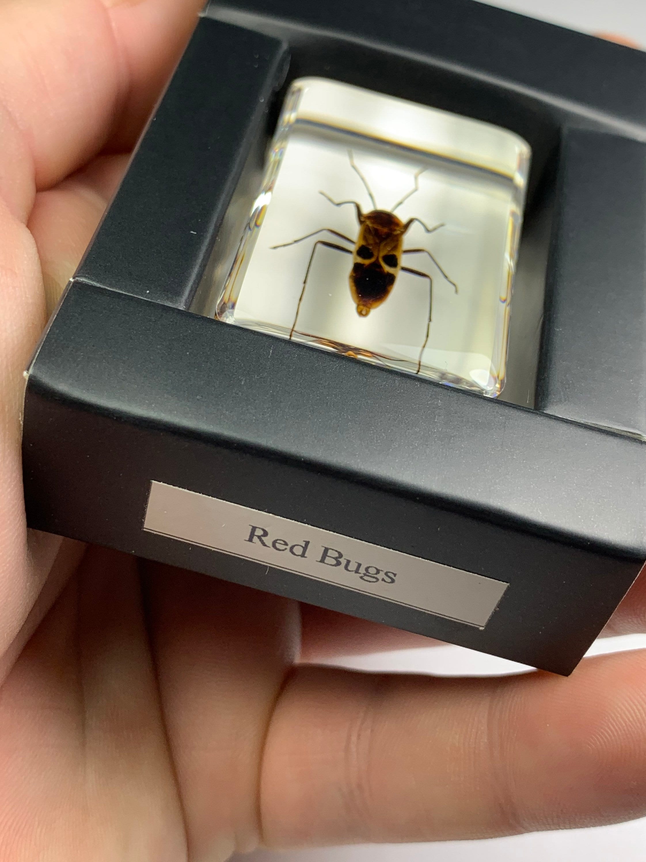 本物の「アカハナバチ」標本：ルーサイト樹脂で覆われた昆虫