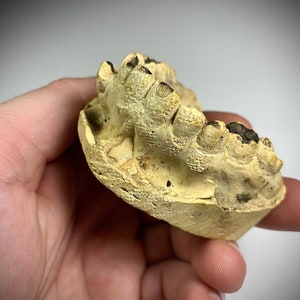 Gnarly! Vintage Plaster Dental Impressions With Impacted Canine! Medical Oddity