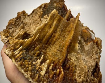 Large Agatized Coral Fossil Specimen. Withlacoochee River. Lowndes Co. Ga.