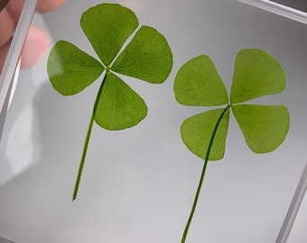 Lucky Four Leaf Clovers! Preserved Forever In Lucite Resin! High Quality. Unique Gift.