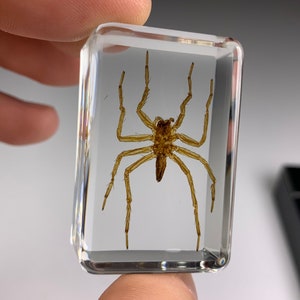 REAL Spider In Lucite Resin! Fine Specimen. High Quality!