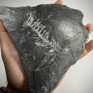 Unique Fern Fossil Display Specimen Pennsylvania. 398g Unique Gift. Collectible!