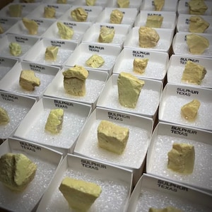 May include: A collection of small, yellow sulfur crystals from Texas, displayed in individual white boxes with the label "Sulphur Texas".