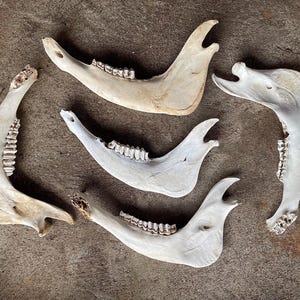 Massive Cow Jaw Bone! Craft Bones. Oddities Specimen. Natural!