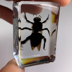 Rare Collectible Insect In Resin! Bamboo Bee Specimen. High Quality!