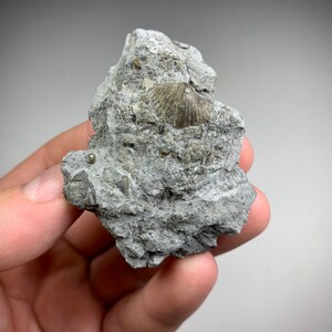 Brachiopod Fossil Matrix Specimen. 57mm Ohio USA