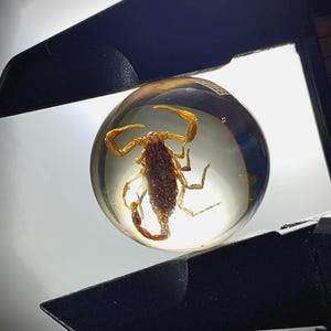 Unique! 20mm Natural SCORPION Marble.