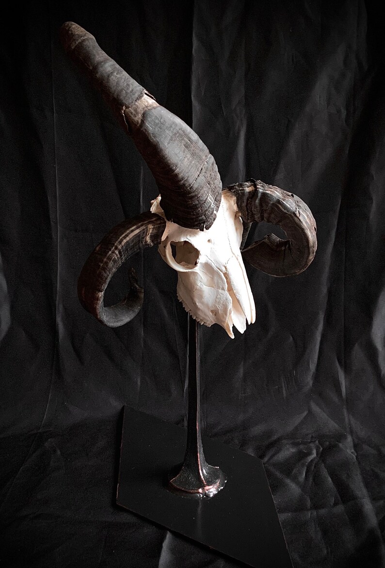 4 Horned Jacob Ram Skull. W Custom Display Stand Included. - Etsy