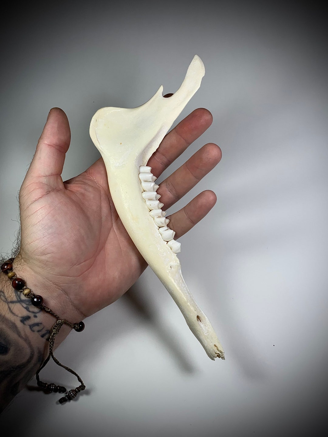 Deer Jawbone With Teeth. Great Condition - Etsy