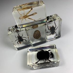 REAL 5pc Bugs In Resin! Wholesale Specimens. Collectible Parcel.