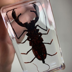 Real Whip Scorpion Specimen! Preserved in Lucite Resin! High Quality! Unique Gift. Educational Aide.