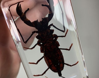 琥珀色のサソリ樹脂標本 本物の昆虫 埋め込み 透明 クリア 化石 ルー