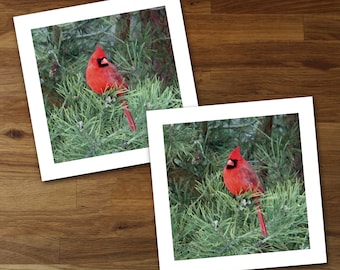 Set of 2 Cardinal Unframed Art Prints, Red Bird Wall Art