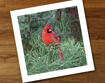Red Cardinal Unframed Art Print, Red Bird Wall Art