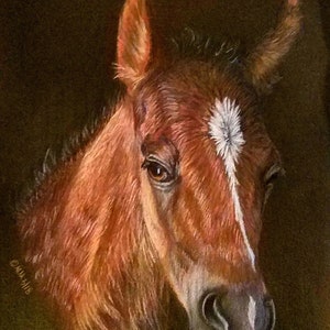 Colored Pencil portrait of your pet