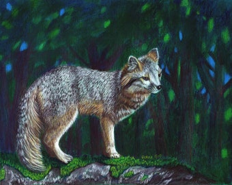 Grey Fox colored pencil painting