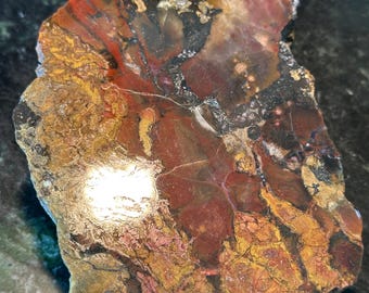 Gorgeous Petrified Wood from Utah