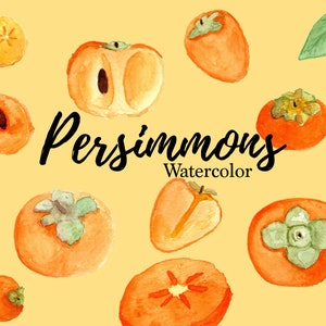 Watercolor Persimmon | Persimmon Clipart | Hand drawn Clipart