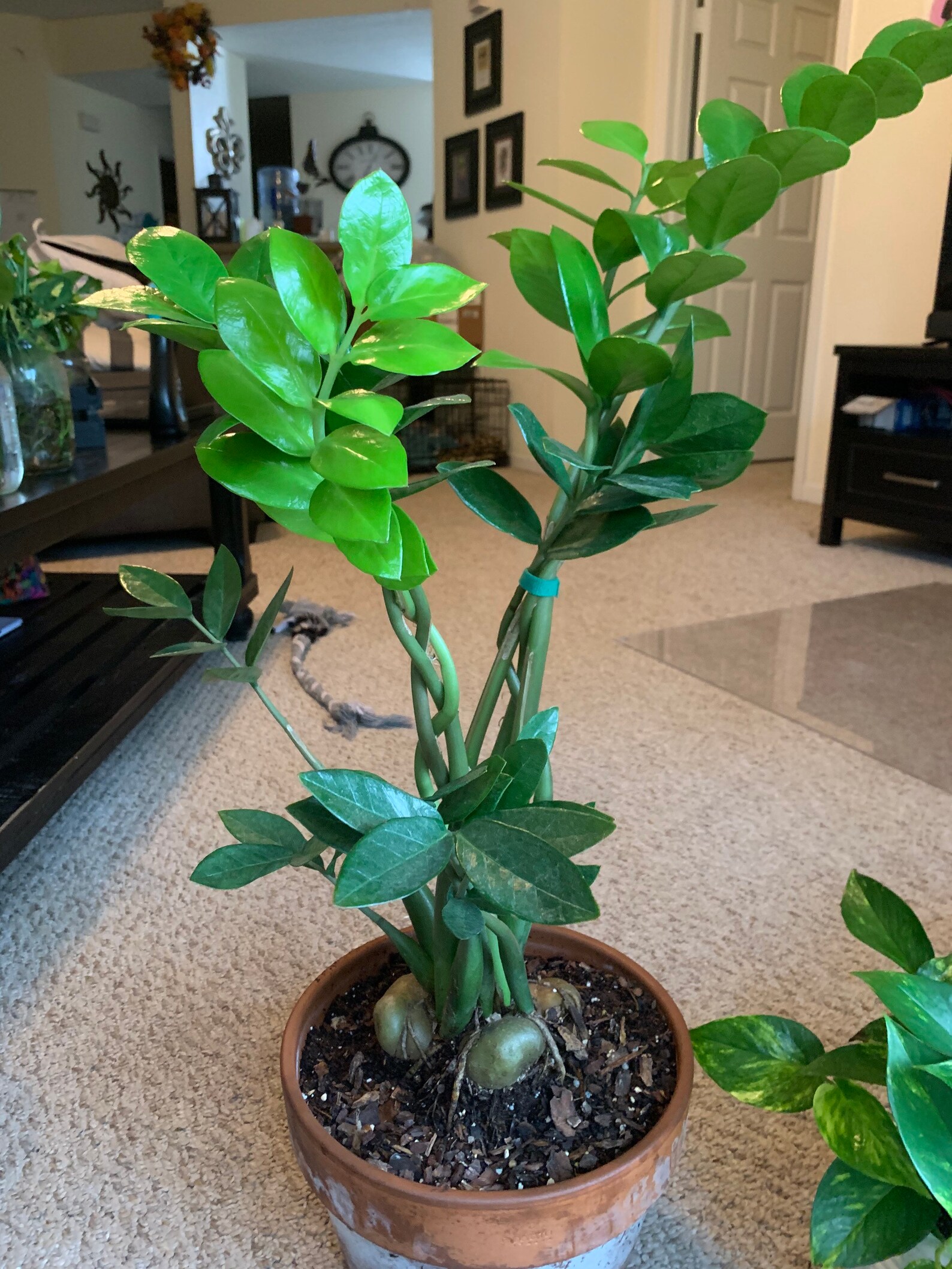 ZZ Plant Leaf with bulb & roots Zamioculcas zamiifolia Etsy