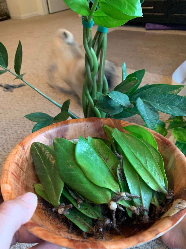 ZZ Plant Leaf with bulb &amp; roots Zamioculcas zamiifolia Etsy
