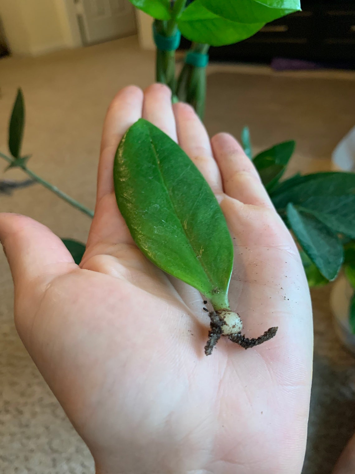 ZZ Plant Leaf with bulb &amp; roots Zamioculcas zamiifolia Etsy