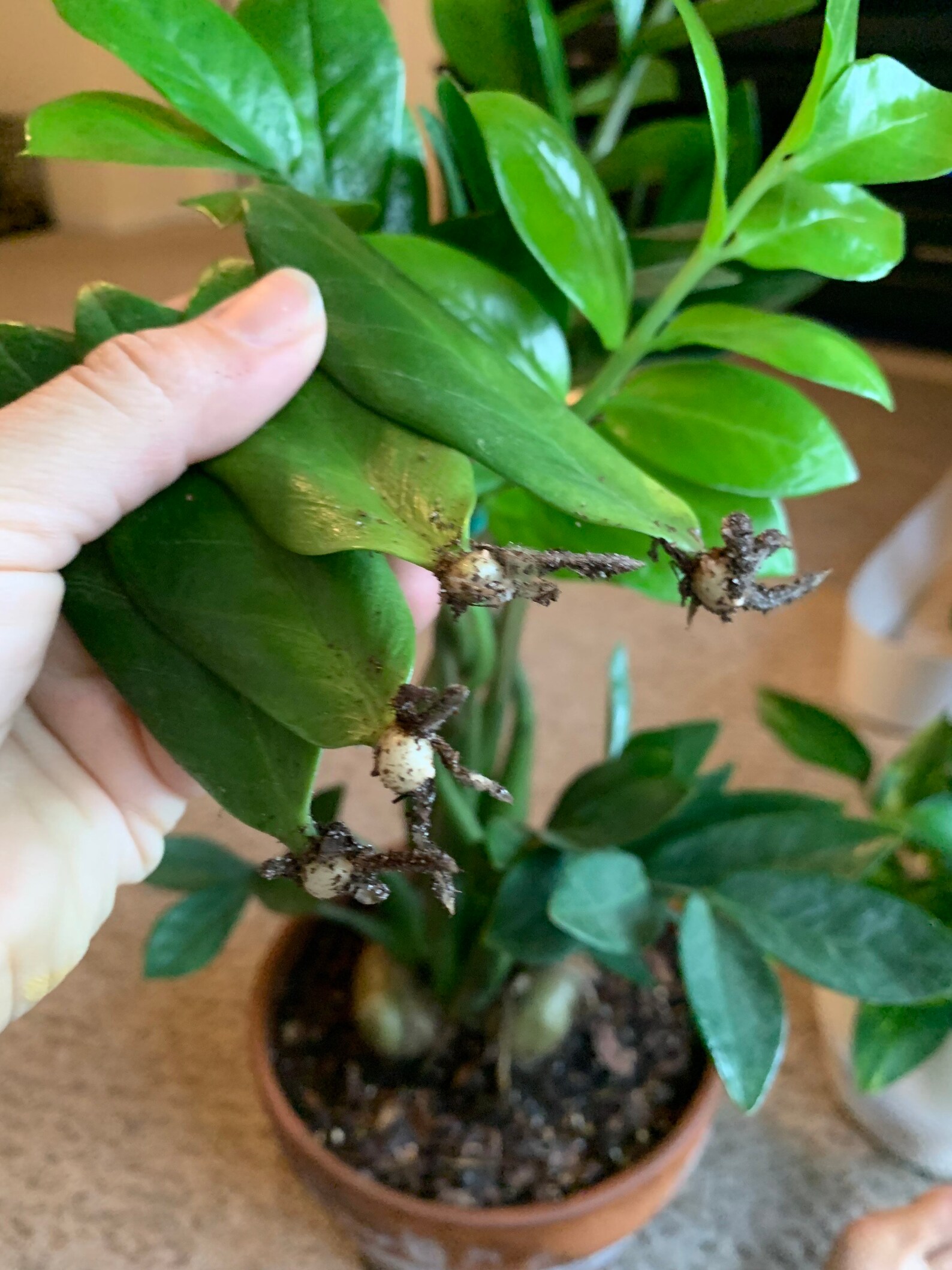 ZZ Plant Leaf with bulb & roots Zamioculcas zamiifolia Etsy