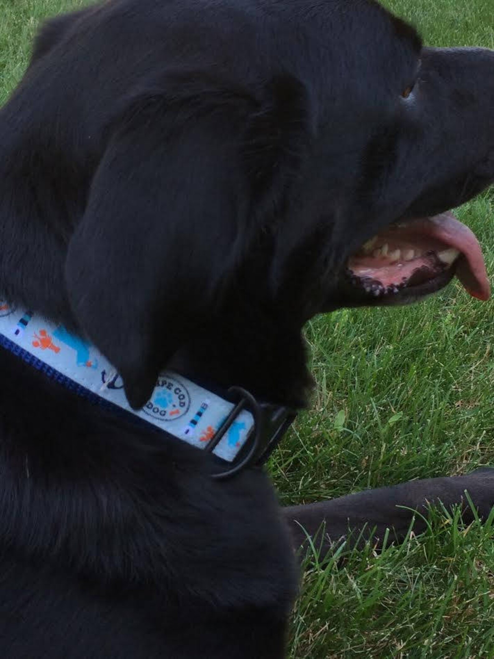 Cape Cod Dog Collars Etsy