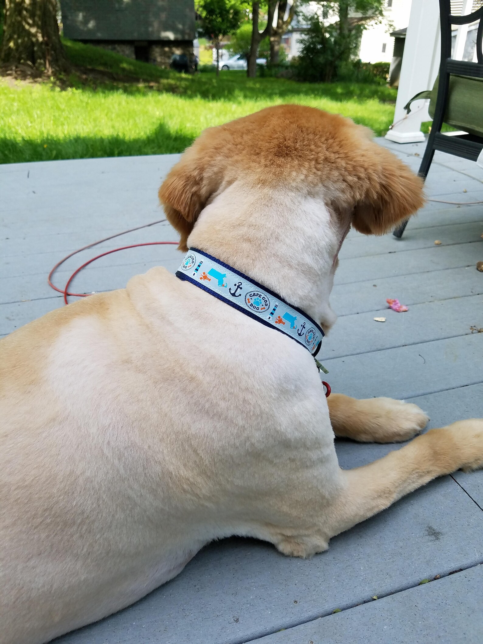 Cape Cod Dog Collars Etsy