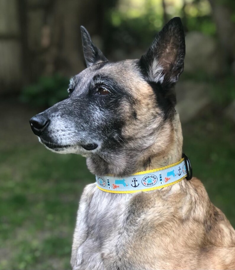 Cape Cod Dog Collars Etsy