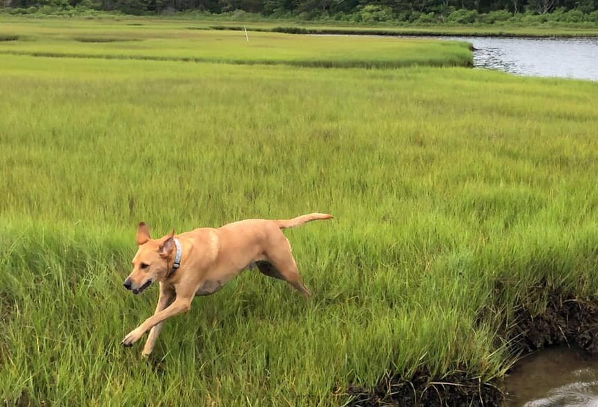 Cape Cod Dog Leash Etsy