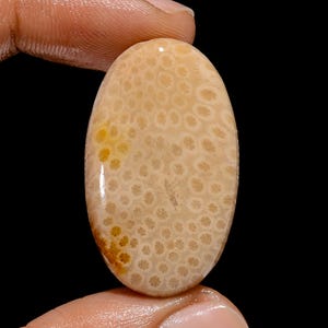 34,5 Ct.Schöne erstklassige Qualität 100% natürliche Fossil Coral Oval Form Cabochon lose Edelstein für die Herstellung von Schmuck 34X20X5 mm M-585